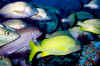Cancunfish.JPG (187513 bytes)